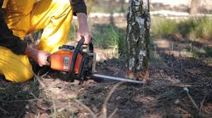Best Tree Mulching  in Crugers, NY