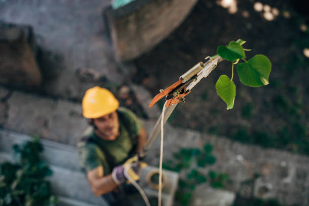 Best Fruit Tree Pruning  in Crugers, NY