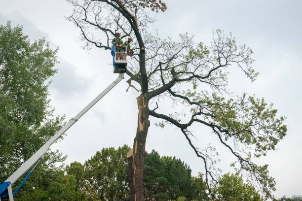 Crugers, NY Tree Removal Pros