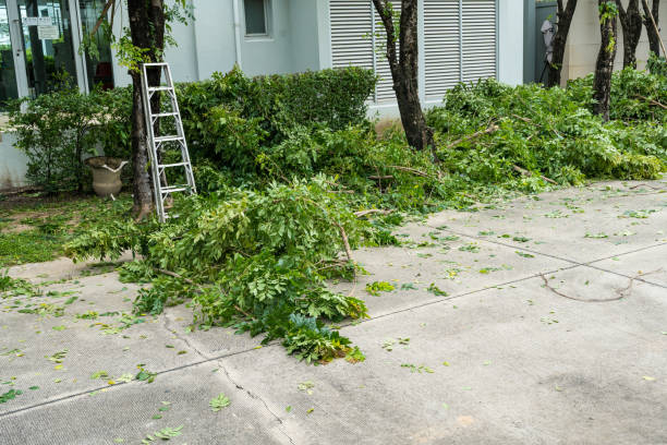 Best Lawn Disease Treatment  in Crugers, NY