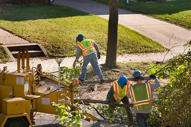 Best Tree Maintenance Programs  in Crugers, NY