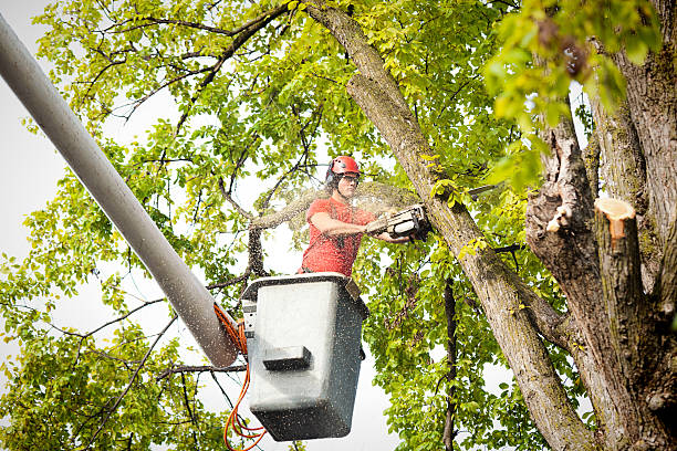 Best Tree and Shrub Care  in Crugers, NY