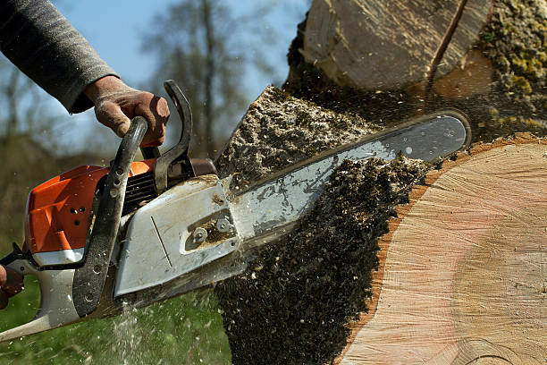 Best Tree Trimming and Pruning  in Crugers, NY